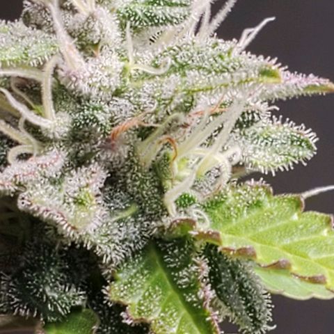 Hulkberry growlog timeline photo