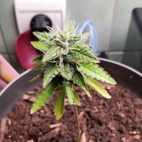 Hulkberry growlog timeline photo
