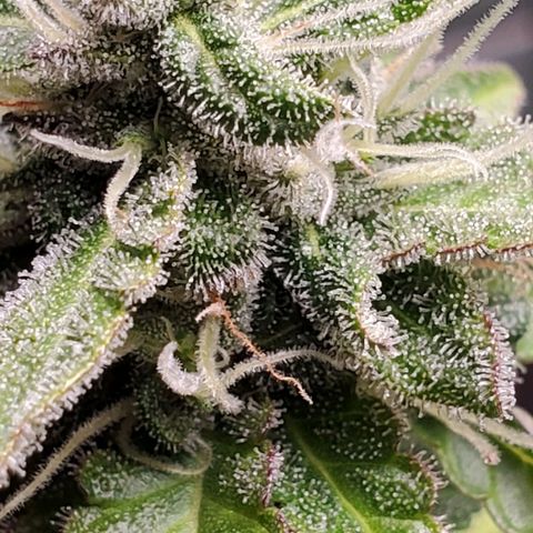 Hulkberry growlog timeline photo