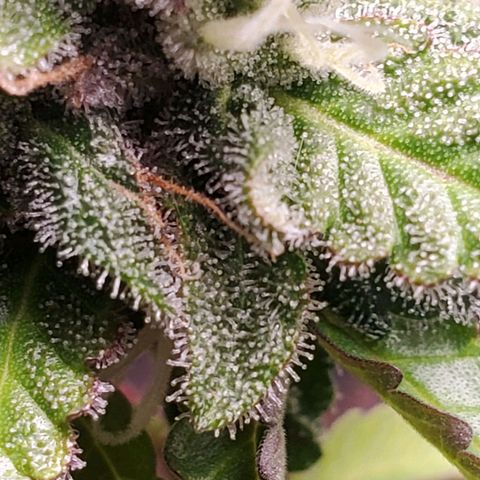 Hulkberry growlog timeline photo
