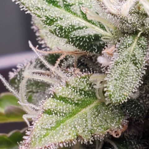 Hulkberry growlog timeline photo