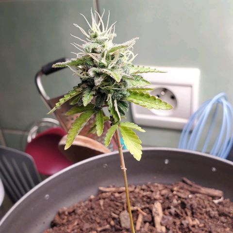 Hulkberry growlog timeline photo