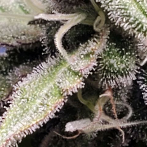 Hulkberry growlog timeline photo