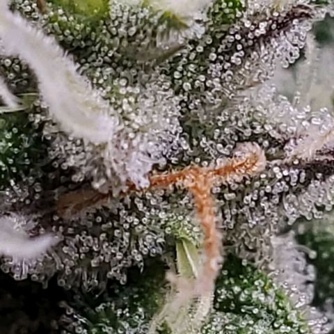 Hulkberry growlog timeline photo