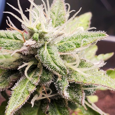 Hulkberry growlog timeline photo