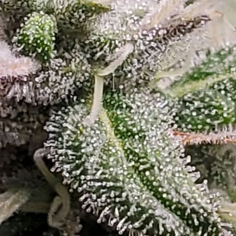 Hulkberry growlog timeline photo
