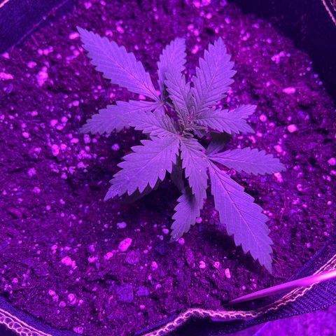 Blueberry Cheesecake  growlog photo: Transplant day