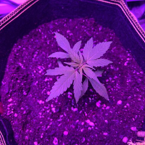 Peyote Gorilla  growlog photo: Transplant day