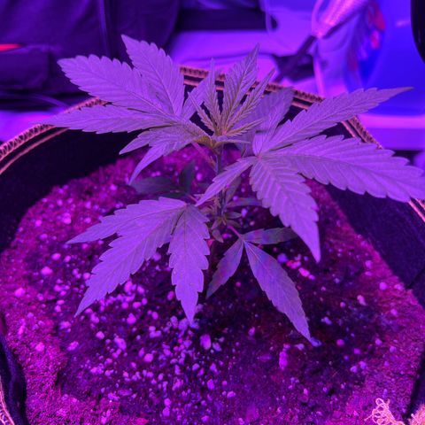 Peyote Gorilla  growlog timeline photo