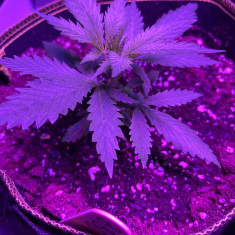 Blueberry Cheesecake  growlog timeline photo