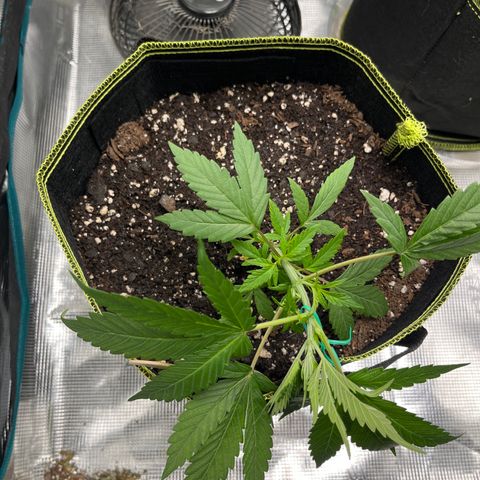 Peyote Gorilla  growlog photo: Started LST 