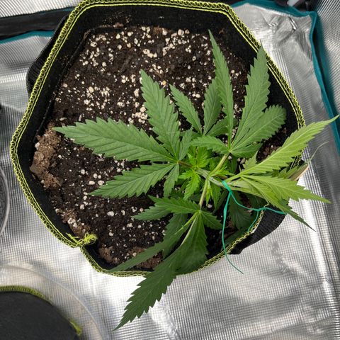 Blueberry Cheesecake  growlog photo: Started LST