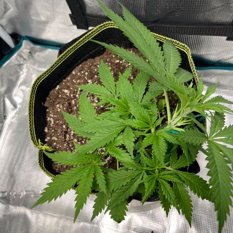 Blueberry Cheesecake  growlog photo: LST