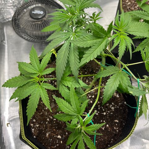 Peyote Gorilla  growlog photo: LST lower branches