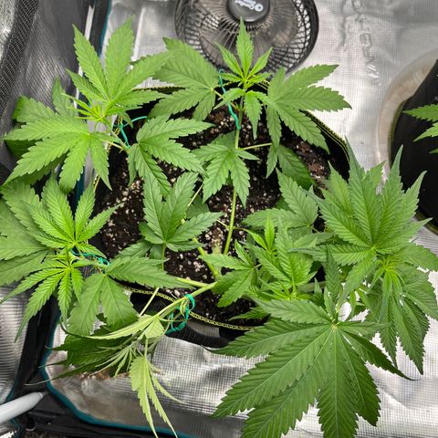 Peyote Gorilla  growlog photo: Super fast growth 