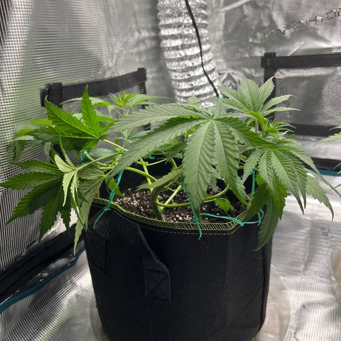 Peyote Gorilla  growlog photo: Super fast growth 