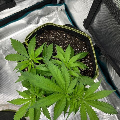 Blueberry Cheesecake  growlog photo: Very compact 