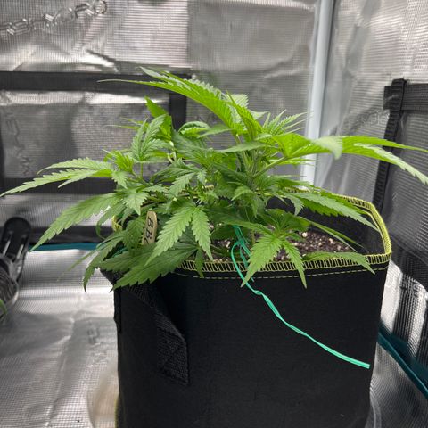 Blueberry Cheesecake  growlog photo: Very compact 