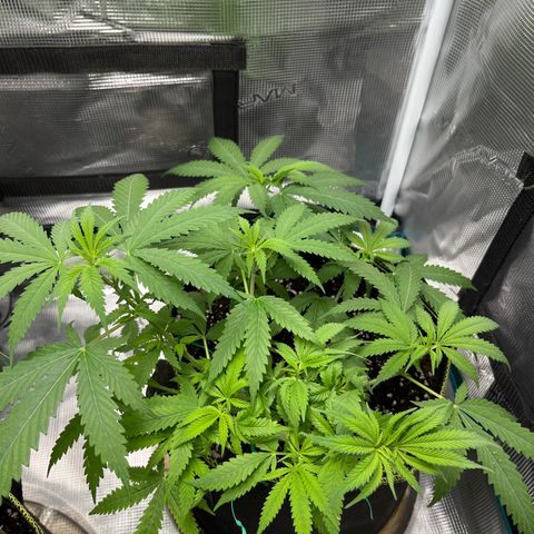 Blueberry Cheesecake  growlog timeline photo