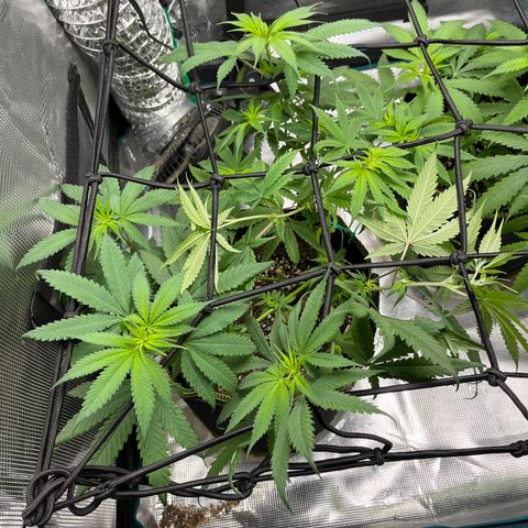 Peyote Gorilla  growlog timeline photo