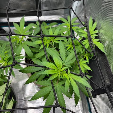 Blueberry Cheesecake  growlog timeline photo
