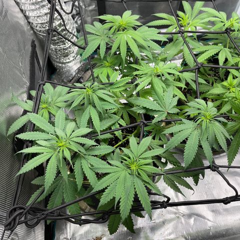 Peyote Gorilla  growlog timeline photo