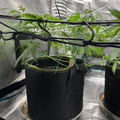 Peyote Gorilla  growlog timeline photo