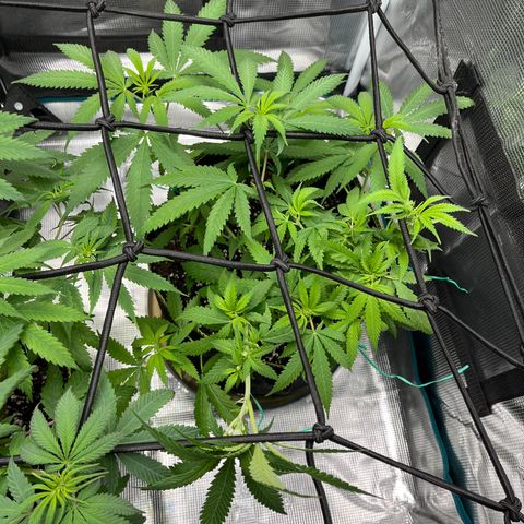Blueberry Cheesecake  growlog timeline photo