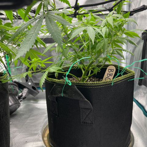 Blueberry Cheesecake  growlog timeline photo