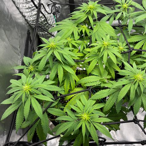 Peyote Gorilla  growlog timeline photo