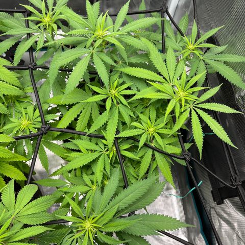 Blueberry Cheesecake  growlog timeline photo