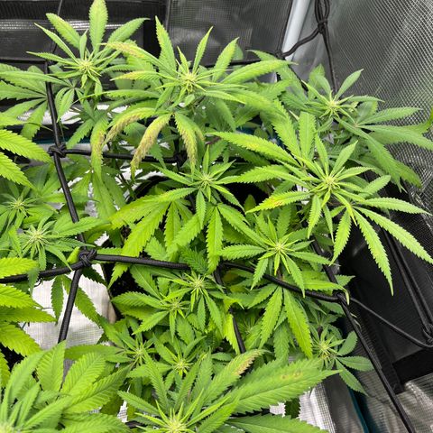 Blueberry Cheesecake  growlog photo: Cal mag deficiency 