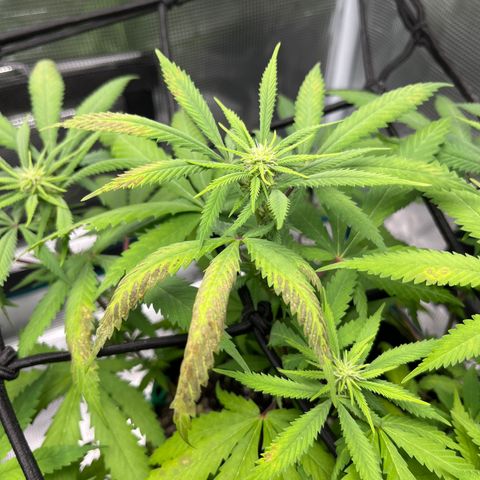 Blueberry Cheesecake  growlog photo: Cal mag deficiency 