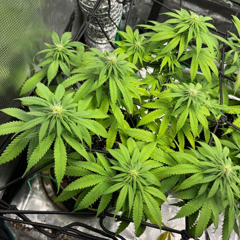 Peyote Gorilla  growlog timeline photo