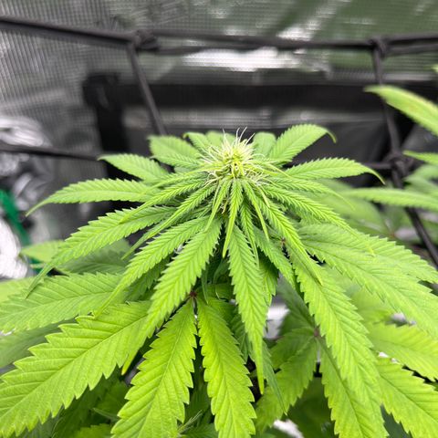 Peyote Gorilla  growlog timeline photo