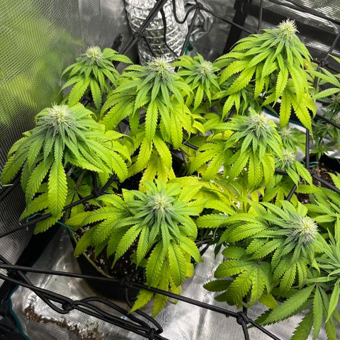 Peyote Gorilla  growlog timeline photo