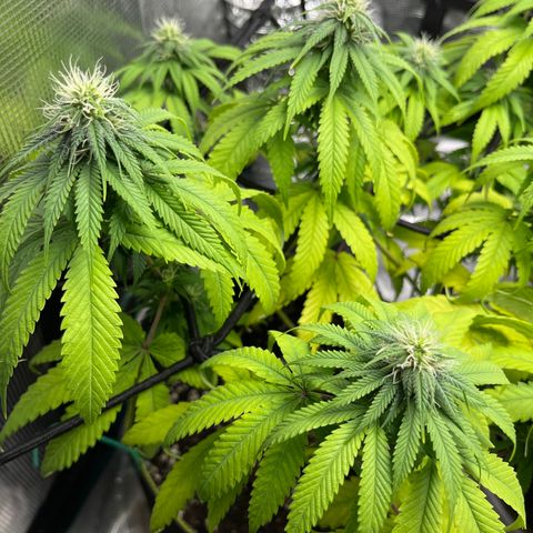 Peyote Gorilla  growlog timeline photo