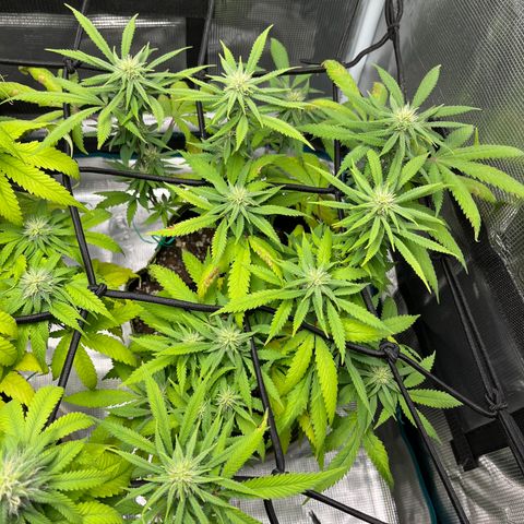 Blueberry Cheesecake  growlog timeline photo