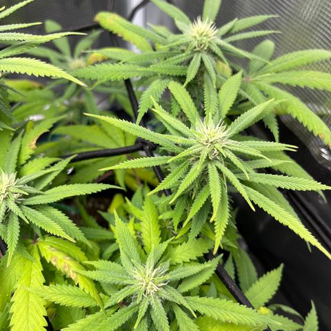 Blueberry Cheesecake  growlog timeline photo
