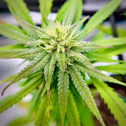 Blueberry Cheesecake  growlog timeline photo