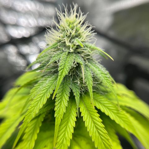 Peyote Gorilla  growlog timeline photo
