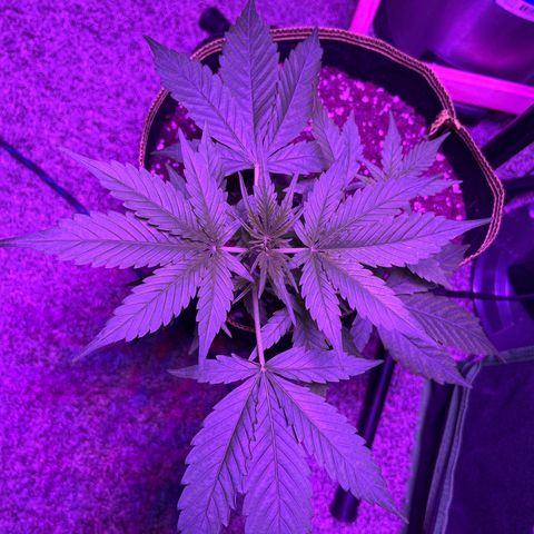 Peyote Gorilla  growlog timeline photo