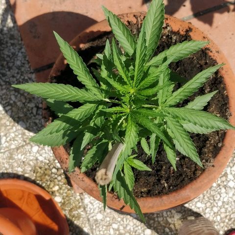 Royal Critical Automatic growlog timeline photo