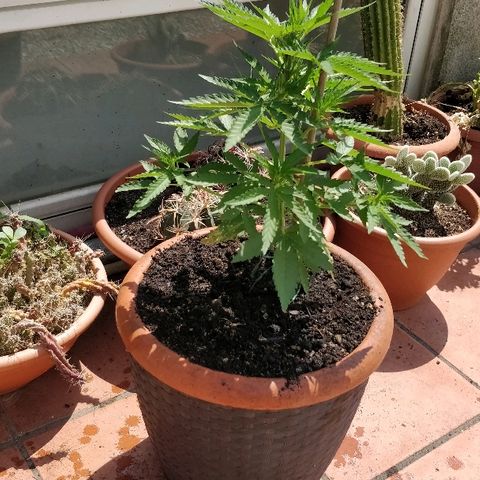 Royal Critical Automatic growlog timeline photo