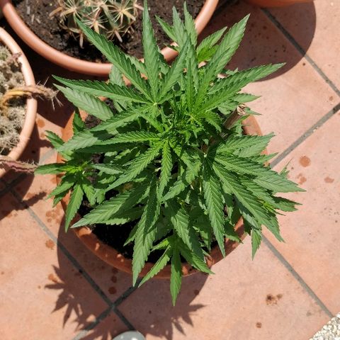 Royal Critical Automatic growlog timeline photo