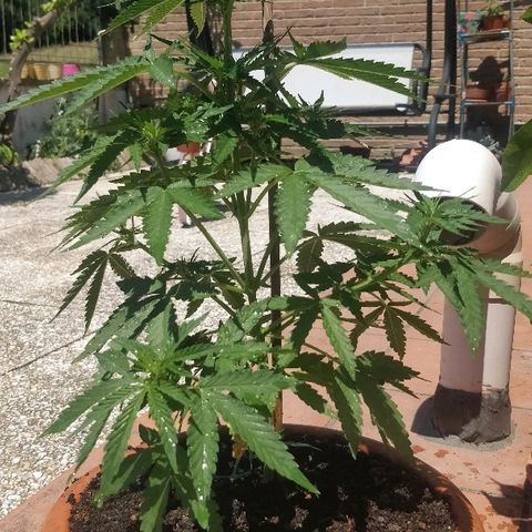 Royal Critical Automatic growlog timeline photo
