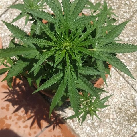 Royal Critical Automatic growlog timeline photo