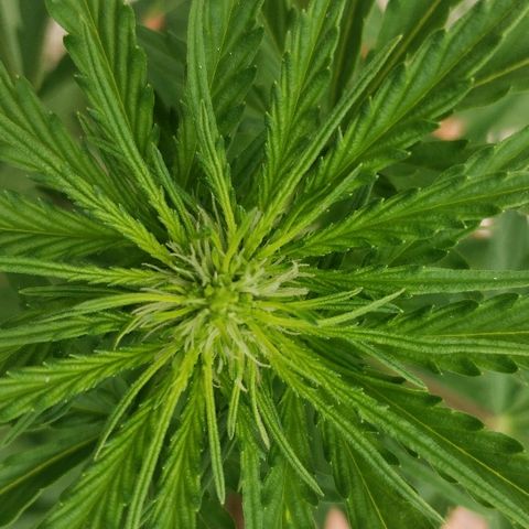 Royal Critical Automatic growlog timeline photo