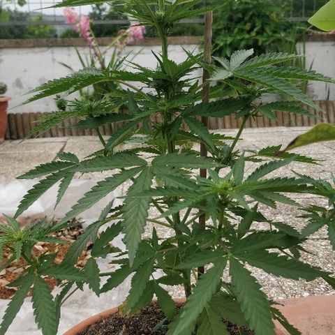 Royal Critical Automatic growlog timeline photo