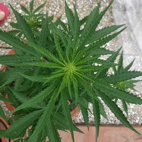 Royal Critical Automatic growlog timeline photo